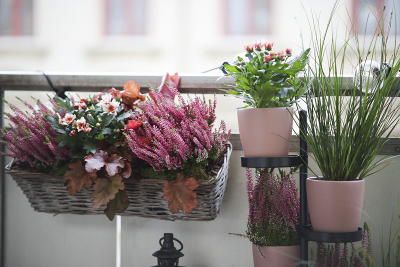 Några växter som står på en hylla.