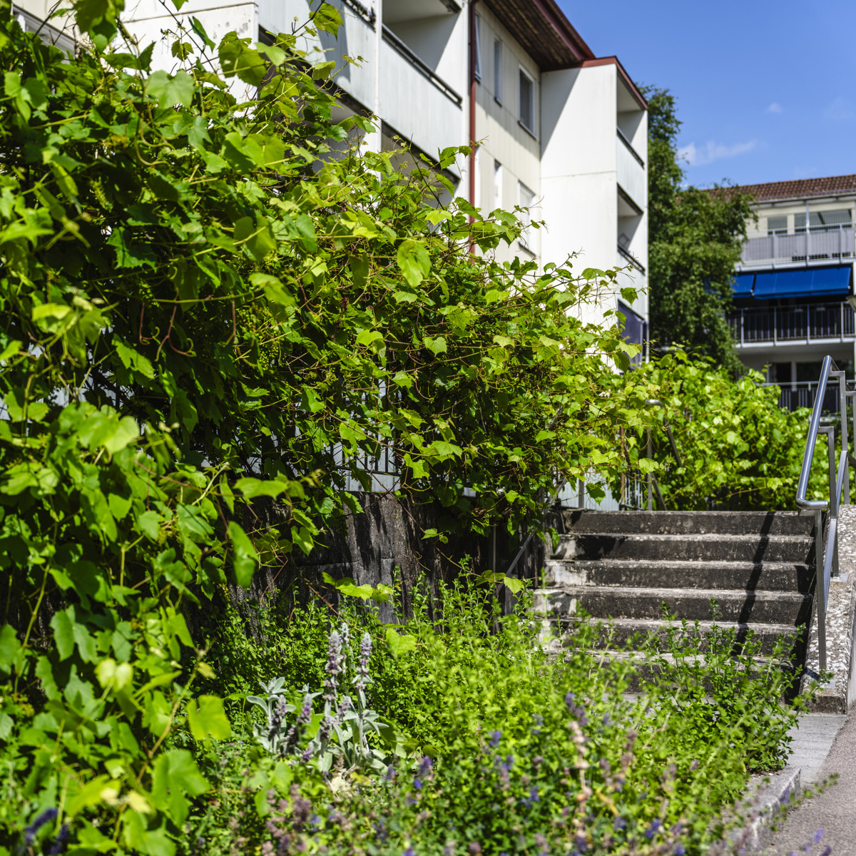 HFAB lägenhetsbyggnad på Rhedinsgatan i Halmstad. Innergård med vinrankor som växer längs gångarna in till lägenheterna.
