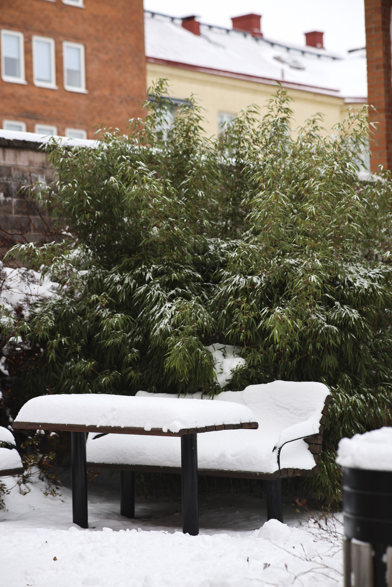 En bänk täckt av snö bredvid en buske.